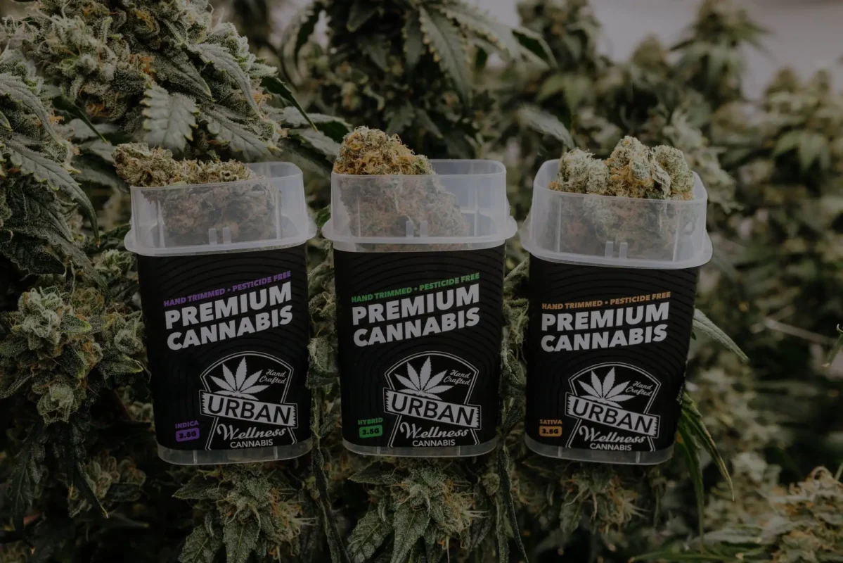 premium cannabis