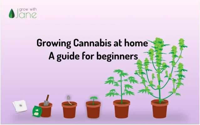 A step-by-step visual guide demonstrating the indoor cultivation process of the Gorilla Glue Strain