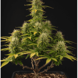 Buy Girls scout cookies Autoflower online